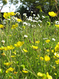 The Wildflower area